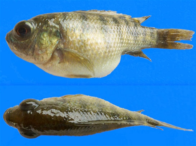 Tilapia lake virus (TiLV) is an emerging infectious agent that has recently been identified in diseased tilapia on three continents. At the time of writing, scientific publications have reported TiLV in samples collected from Colombia, Ecuador, Egypt, Israel and Thailand.