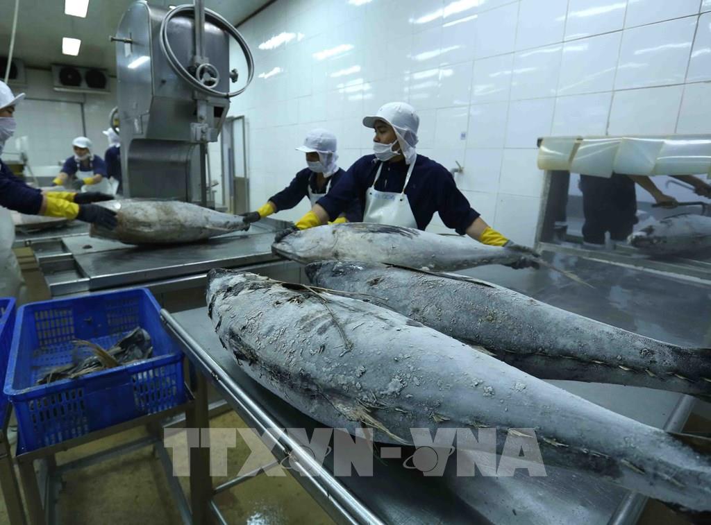 Theo phóng viên TTXVN tại Jakarta, Bộ Biển và Nghề cá Indonesia (KKP) cho biết, nước này là nhà sản xuất cá ngừ đại dương và cá ngừ vằn đầu tiên trên thế giới chiếm tới 15% thị phần.