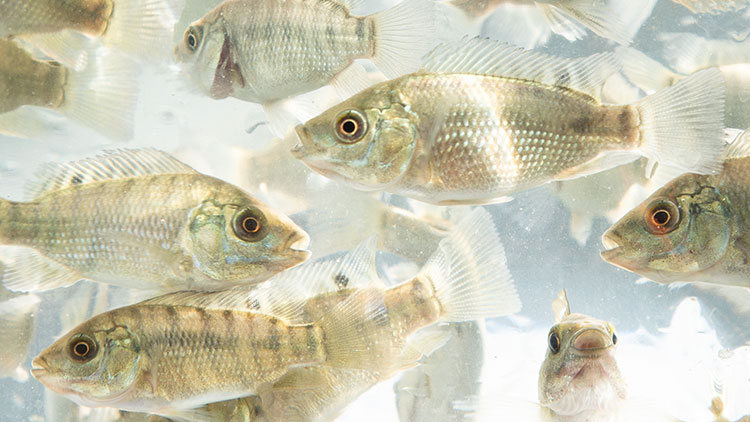  Trong một thử nghiệm mới đây cho thấy, các chương trình nhân giống chọn lọc có thể giúp lai tạo giống cá rô phi kháng Streptococcus, từ đó cải thiện đáng kể hiệu quả kinh tế ở cả hai hình thức nuôi ao và lồng.