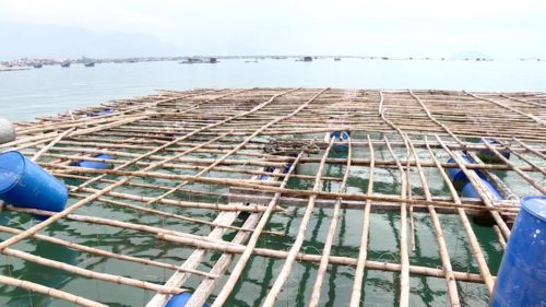 Campuchia cấm đánh bắt cá trong 4 tháng để bảo vệ nguồn lợi thủy sản