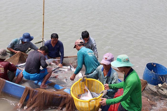 Đặc tính cá tra phù hợp với các vùng nước ngọt đầu nguồn sông Cửu Long như An Giang, Đồng Tháp. Trên thị trường thế giới, cá tra được ưa chuộng bởi phẩm chất ngon, giá trị dinh dưỡng cao, nhưng giá bán “bình dân”.