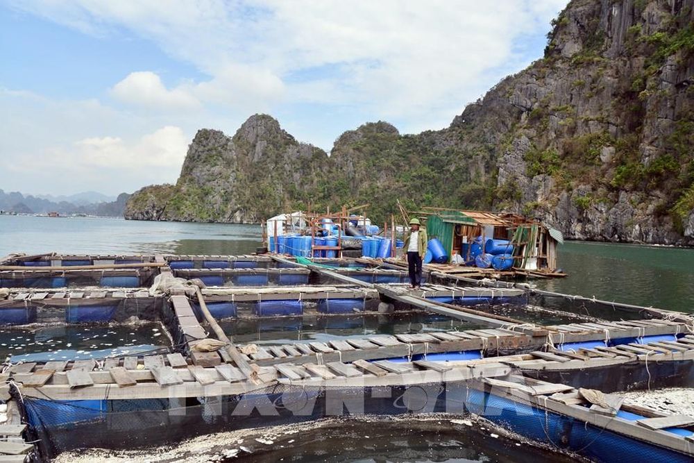 Bão số 3 (bão Yagi) đổ bộ, tỉnh Quảng Ninh bị thiệt hại nặng nề. Trong số đó người nuôi trồng thủy sản gần như trắng tay. Bao nhiêu tài sản tích lũy đã bị cơn bão cuốn phăng.