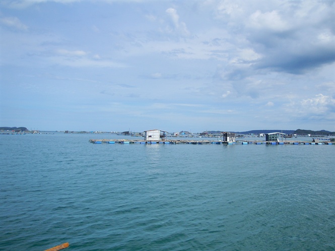 Đó là kết quả quan trắc môi trường nước tại vùng nuôi tôm nước lợ, tôm hùm và cá biển tại Phú Yên.