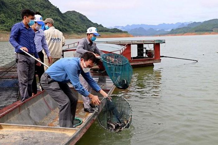 Với hồ Hòa Bình có diện tích hơn 10.450ha, chính quyền tỉnh Hòa Bình khuyến khích các hộ dân phát triển nuôi cá lồng trên lòng hồ, coi đây là giải pháp đột phá trong phát triển kinh tế, du lịch.
