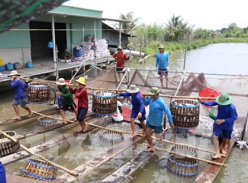 Theo đó, diện tích nuôi cá tra trên địa bàn tỉnh được khôi phục với diện tích gần 60 ha và đã thu hoạch với sản lượng gần 1.750 tấn.