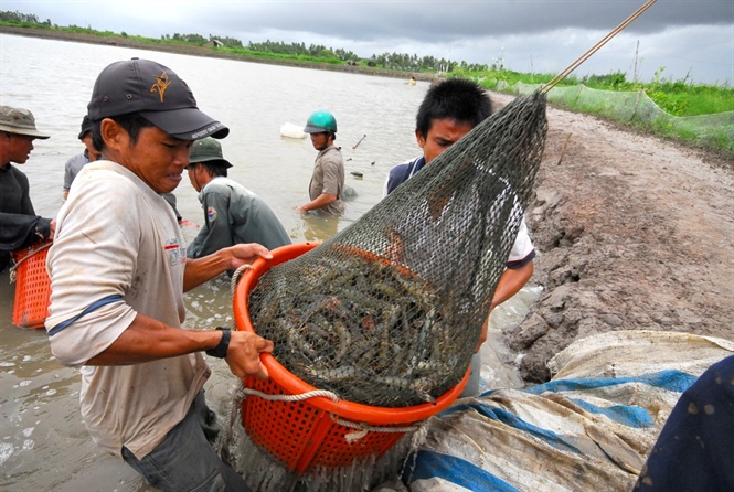 Ngành thủy sản hồi phục, thị trường Mỹ có nhiều lợi thế cho Việt Nam