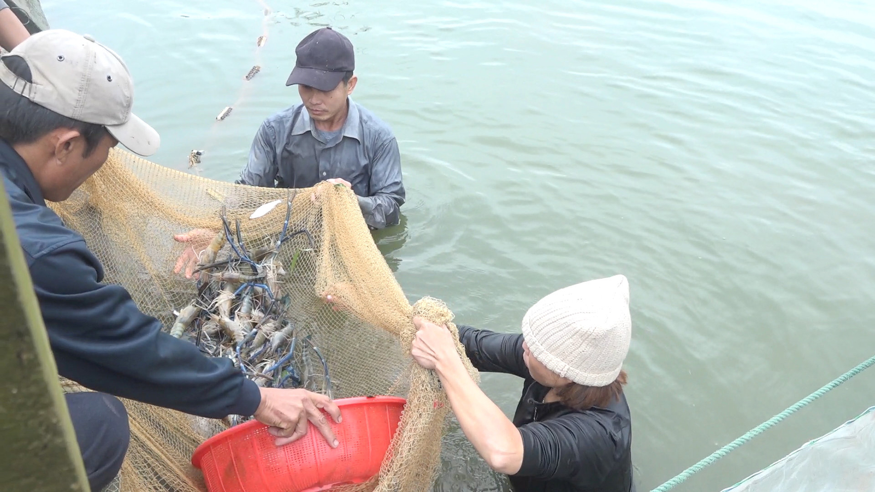 Mô hình nuôi tôm càng xanh nước ngọt ở Triệu Trung đem lại hiệu quả cao