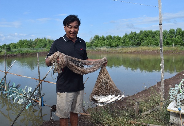 Với sự hỗ trợ của Chi cục Thủy sản, hộ ông Hứa Văn Quyền, cư ngụ ấp Kinh Ba, xã Tam Giang Đông, huyện Năm Căn, tỉnh Cà Mau đã nuôi cá măng sữa-loài cá "lạ" trong vuông tôm. Sau 4 tháng chăm sóc, cá măng sữa được bán với giá 90.000 đồng/ký khiến gia đình ông rất phấn khởi.