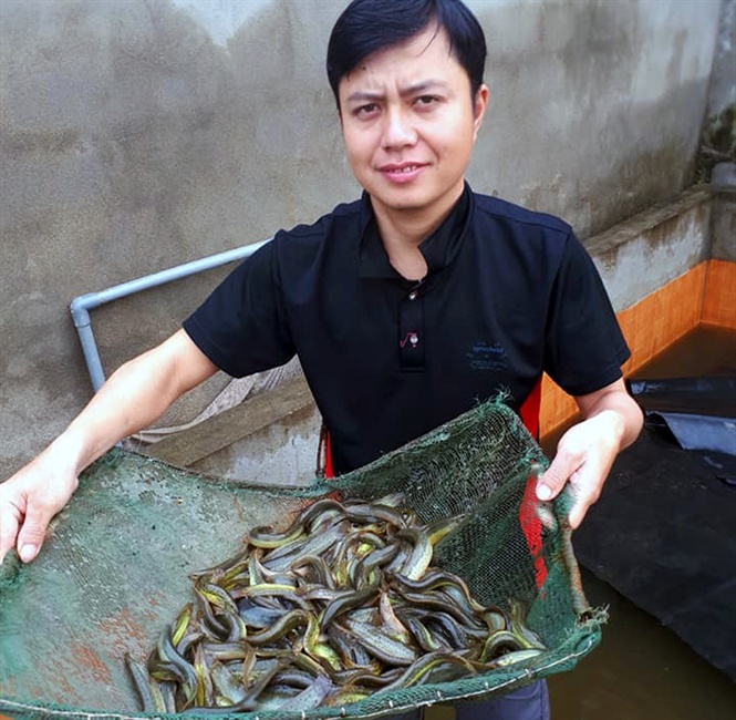 Anh Đào Văn Thắng ở xã Minh Sơn, huyện Đô Lương (Nghệ An) khiến mọi người ngỡ ngàng khi bỏ công việc ổn định ở thành phố về quê nuôi chạch quế.
