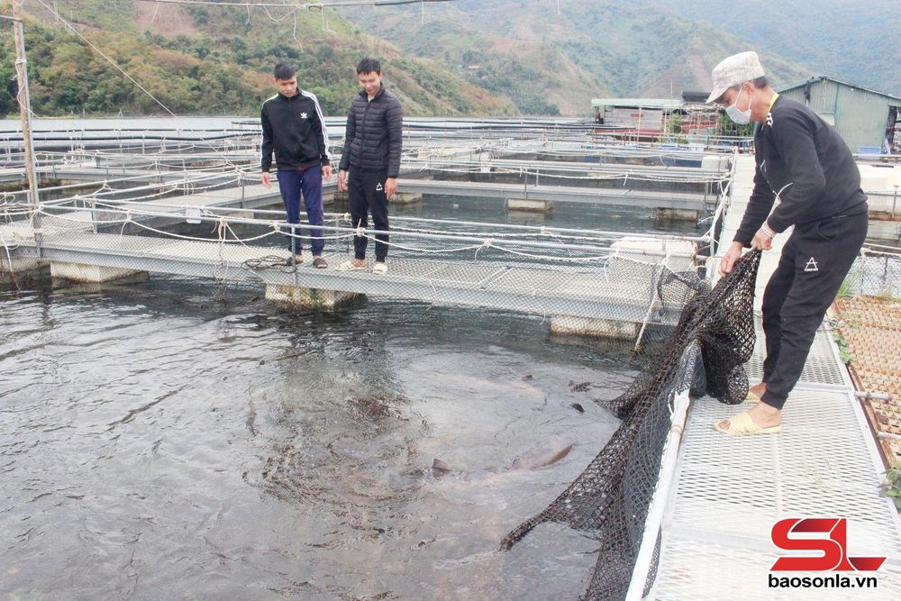 Với lợi thế nhiều sông suối, có vùng lòng hồ rộng lớn của thủy điện Sơn La, Hòa Bình và hồ thủy lợi trên 26.000 ha mặt nước, các địa phương trong tỉnh đã khai thác tiềm năng, phát triển hiệu quả nghề nuôi cá lồng, nuôi cá nước lạnh.