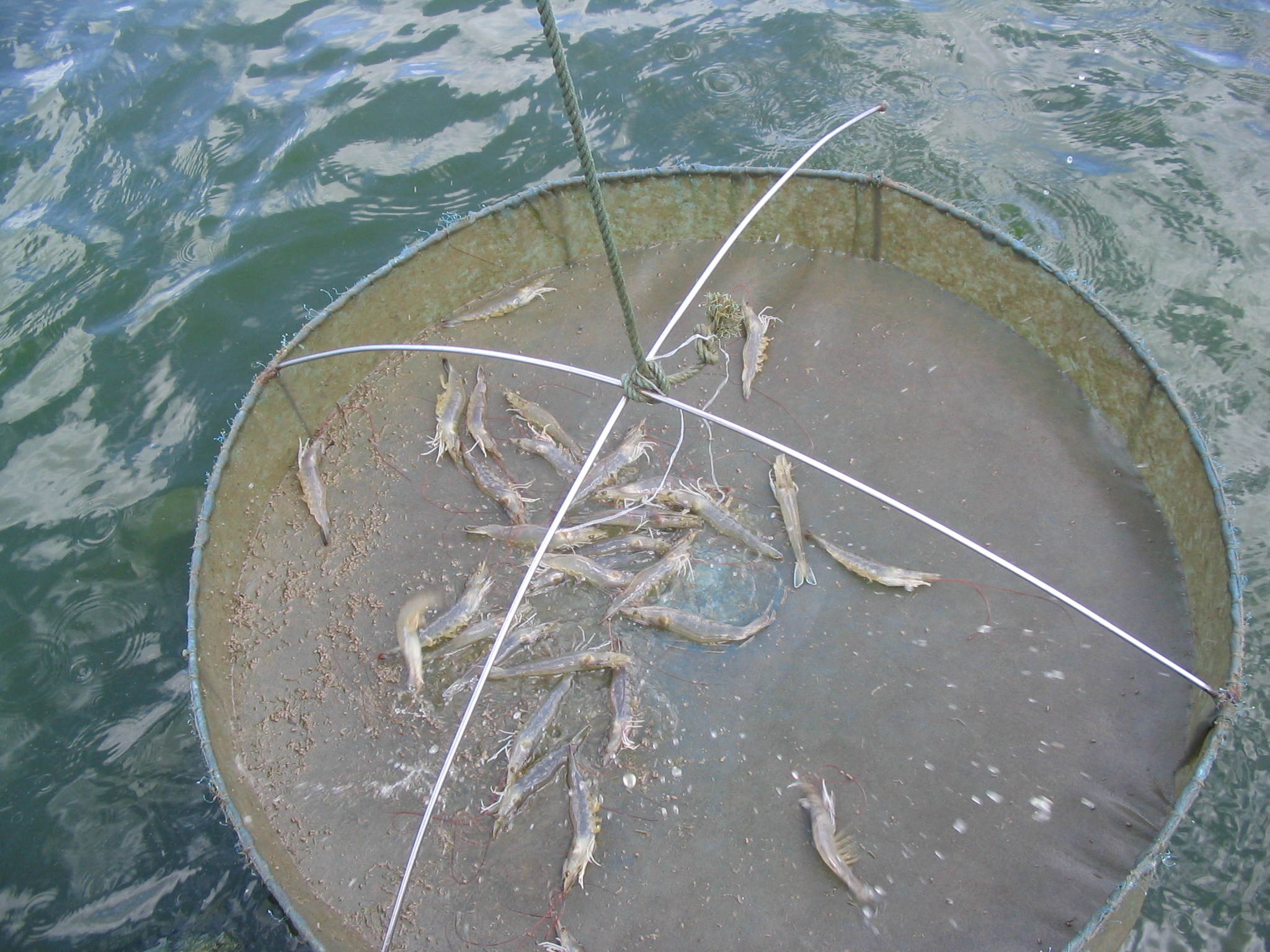 Quản lý thức ăn thời gian đầu nuôi tôm | Trang thông tin thủy sản