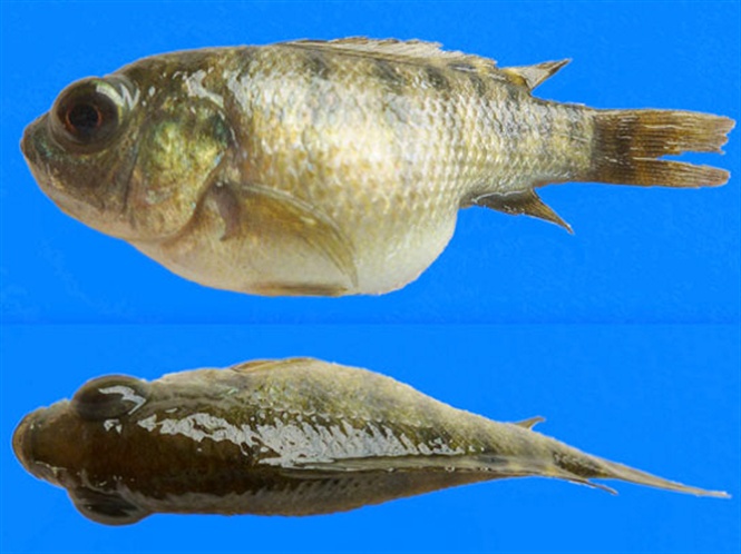 Một loại virus mới đặc biệt nguy hiểm có tên Tilapia lake virus (TiLV) gây bệnh trên cá rô phi, có thể làm chết đến 90% cá thể nhiễm bệnh đã được phát hiện lưu hành tại nhiều địa phương ở Việt Nam. 