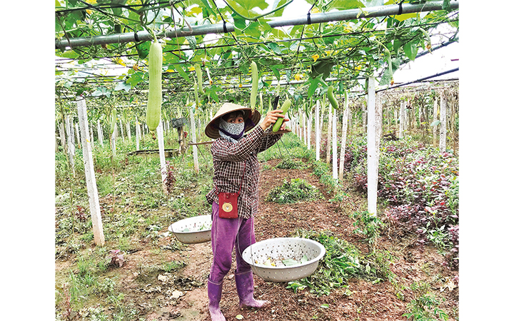 Theo báo cáo của Sở Nông nghiệp và Phát triển nông thôn Hà Nội, sản xuất nông nghiệp sáu tháng đầu năm trên địa bàn thành phố phát triển khá. Các chỉ tiêu chủ yếu của ngành nông nghiệp cơ bản đạt kế hoạch, trong đó có nhiều chỉ tiêu tăng cao. 