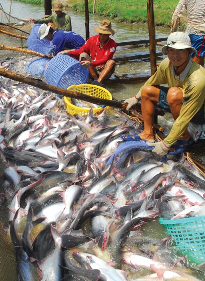Mặc dù có một số quốc gia đang thả nuôi cá tra nhưng Việt Nam vẫn giữ được lợi thế khi cá tra thả nuôi ở ĐBSCL sinh trưởng tốt, tiết kiệm chi phí, năng suất và chất lượng cao hơn. Vấn đề quan trọng là cần quản lý tốt quy hoạch vùng nuôi, phát triển thêm thị trường mới, xây dựng cơ chế liên kết, phối hợp giữa các doanh nghiệp xuất khẩu thủy sản.