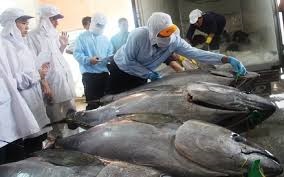Cuộc sống của nhiều gia đình gắn liền với nghề câu cá ngừ đại dương, thế nhưng, vào lúc này, nhiều tàu câu cá ngừ phải neo bờ bởi xuất khẩu cá ngừ gặp bế tắc kể từ khi xảy ra dịch Covid-19. Khó khăn này, theo dự báo sẽ còn kéo dài. Bởi vậy, các chuyên gia thủy sản cho rằng: hướng để tháo gỡ khó khăn không gì khác là phải đa dạng sản phẩm chế biến từ cá ngừ, tăng sức tiêu thụ ở thị trường trong nước.