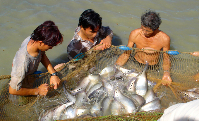 Các chợ đầu mối tạm đóng cửa nên một số loài thủy sản ở TP Cần Thơ đã đến lứa thu hoạch với sản lượng lớn nhưng tiêu thụ rất chậm.