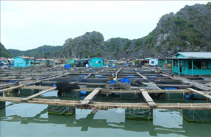 Tình trạng nuôi trồng thủy sản tự phát đang là vấn đề nhức nhối, ảnh hưởng đến quá trình phát triển bền vững của ngành thủy sản Việt Nam.