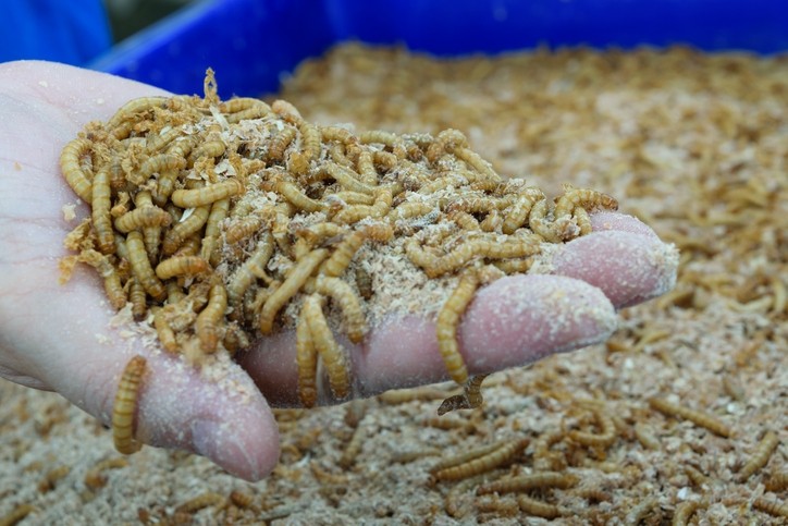 Bột côn trùng có thể thay thế bột cá trong tương lai?