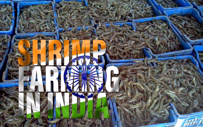ASPA đề xuất cấm nhập khẩu tôm Ấn Độ được sản xuất bằng lao động cưỡng bức