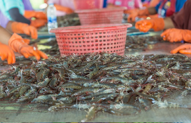 Cục Thủy sản Thái Lan ban hành thông báo mới về thủ tục nhập khẩu thủy sản, có hiệu lực từ ngày 7/5/2024.