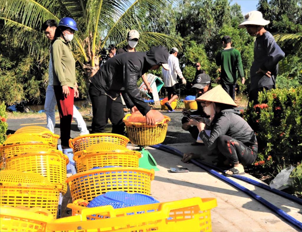 Tại Kiên Giang hiện đã bước vào chính vụ thu hoạch tôm nuôi nước lợ, cua biển nuôi. Nhờ thị trường tiêu thụ thuận lợi hơn nên giá bán tốt, sản lượng tăng mạnh.