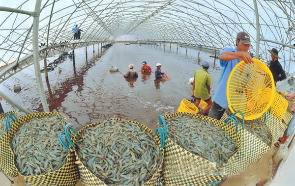  Một doanh nghiệp đang đưa công nghệ nuôi trồng thủy sản tuần hoàn khép kín của Israel về hợp tác để nuôi tôm, cá hồi ở tỉnh Cà Mau và Bình Định.