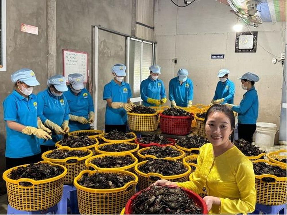 Xuất phát từ tình yêu quê hương, chàng kỹ sư thủy sản Nguyễn Văn Miên cùng vợ Trần Thị Xa từng bước xây dựng thương hiệu Ba khía Đầm Dơi đạt chuẩn OCOP 3 sao duy nhất của tỉnh Cà Mau.