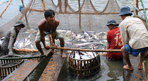 Đầu tháng 3-2019, giá cá tra giảm nhẹ nhưng vẫn ở mức cao là hấp lực cho người nuôi cá. Hiệp hội Cá tra Việt Nam khuyến khích doanh nghiệp tập trung vào 2 khâu chính là con giống và mở rộng thị trường xuất khẩu. Tiếp tục cơ cấu lại và đẩy mạnh sản xuất, phát triển thị trường tiêu thụ, thúc đẩy tăng trưởng bền vững.