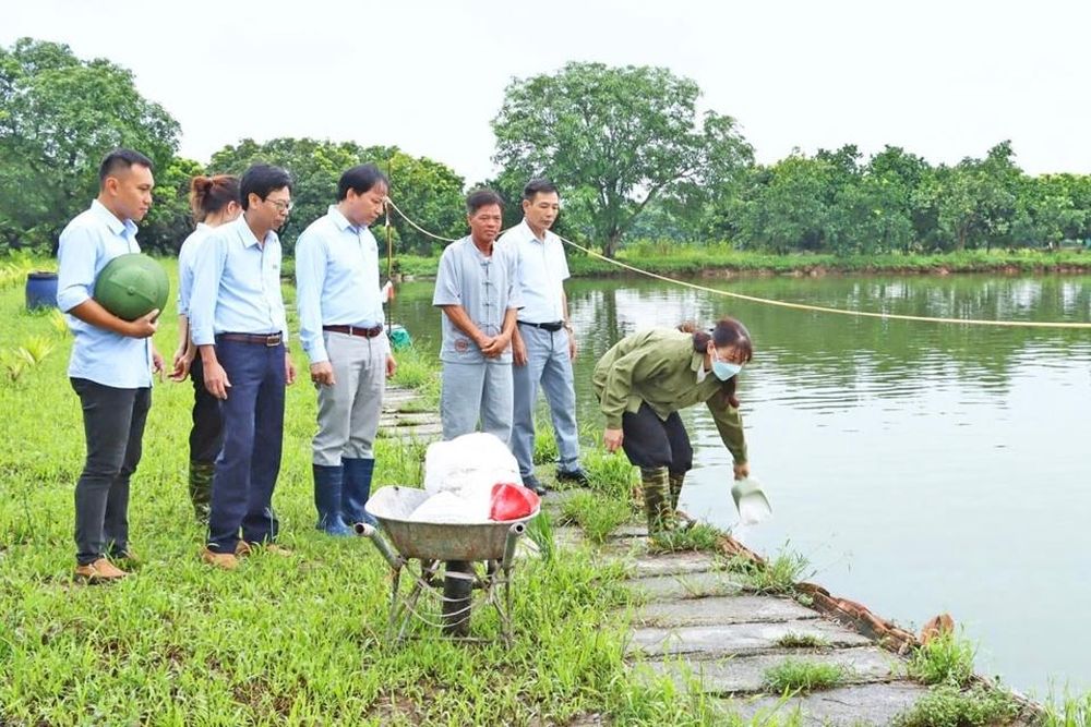 Mô hình cá - lúa là hướng đi bền vững và tiềm năng cho phát triển kinh tế tuần hoàn tại thành phố Hà Nội. 