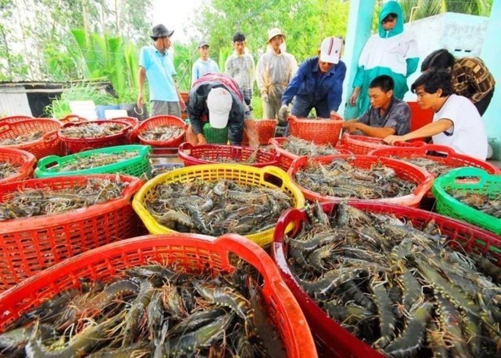 Xuất khẩu thủy sản tìm 'vùng trú ẩn' giữa biến động thuế quan