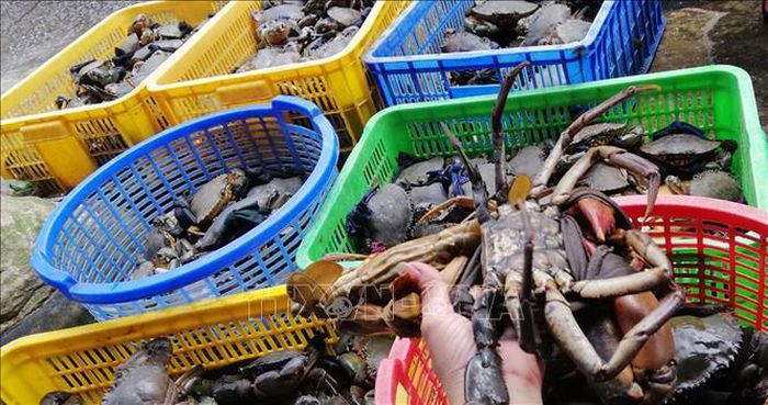 Hàng nghìn hộ nông dân nuôi trồng thủy sản, hải sản ở vùng ngập mặn trong tỉnh Trà Vinh phấn khởi vì giá nhiều loại thủy sản như: tôm sú, tôm thẻ chân trắng, cua biển, nghêu, sò huyết… không ngừng tăng cao trong một tuần nay.