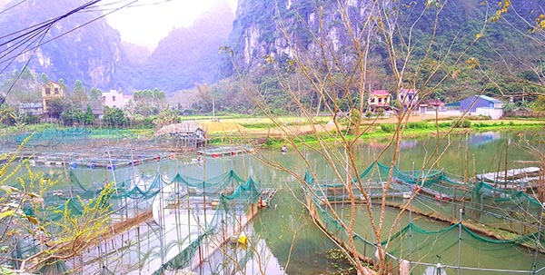 Tận dụng lợi thế mặt nước vùng lòng hồ sông nước trong xanh chảy quanh địa bàn, người dân thị trấn Văn Quan, huyện Văn Quan (Lạng Sơn) đã phát triển nghề nuôi cá lồng, mang lại hiệu quả kinh tế cao. Tuy nhiên người nuôi cá tại đây vẫn luôn phải trăn trở về đầu ra của sản phẩm cá lồng Văn Quan.