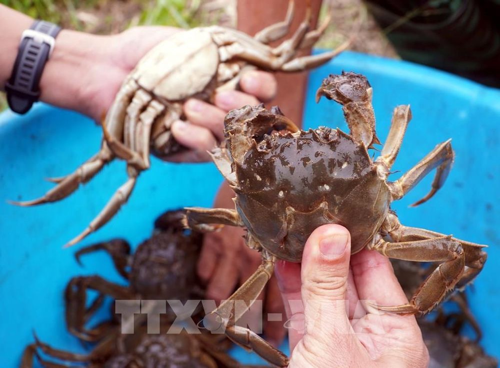 Nuôi Cà Ra, nhiều triển vọng ở vùng nước ngọt Hưng Yên