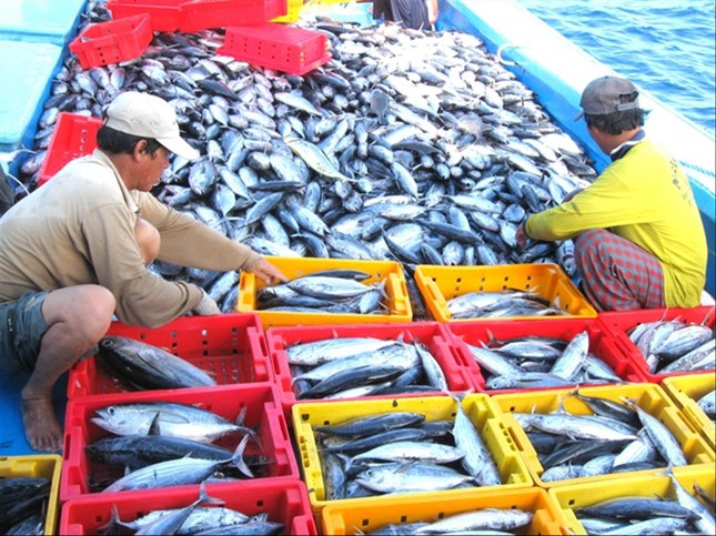 “Bừng sáng” xuất khẩu cá ngừ sang Anh trong tháng 2/2023