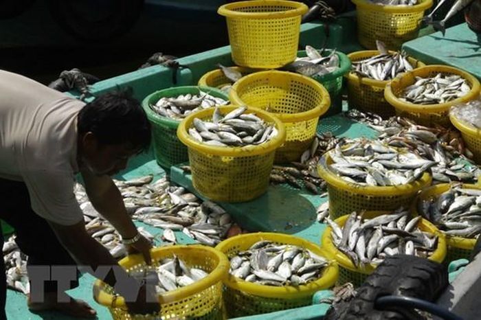 Đại dịch cho thấy rõ rằng phương thức nuôi trồng thủy sản trước đây là không bền vững. Do đó, việc áp dụng các chính sách phù hợp thực tiễn sẽ hỗ trợ ngành thủy sản ở châu Á phát triển bền vững.