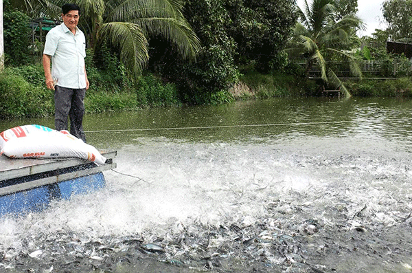 Từ đầu năm đến nay, TP Cần Thơ tiếp tục phát triển nuôi trồng thủy sản theo hướng bền vững, đảm bảo an toàn vệ sinh thực phẩm và vệ sinh môi trường.