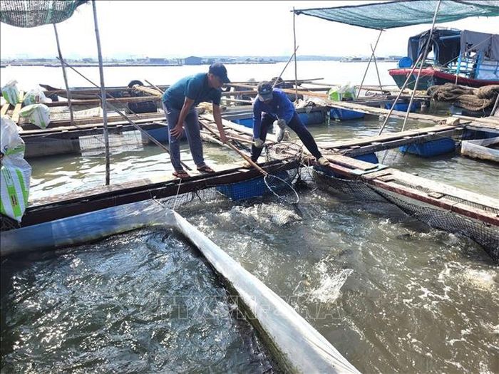 Nhiều hộ dân nuôi cá lồng bè phục vụ thị trường Tết Nguyên đán tại tỉnh Bà Rịa - Vũng Tàu đã bị thiệt hại lớn khi thời tiết những ngày qua chuyển lạnh bất thường, cùng với đó là sức tiêu thụ cũng chậm, giá các loại cá lại giảm khiến nhiều người nuôi kém vui.