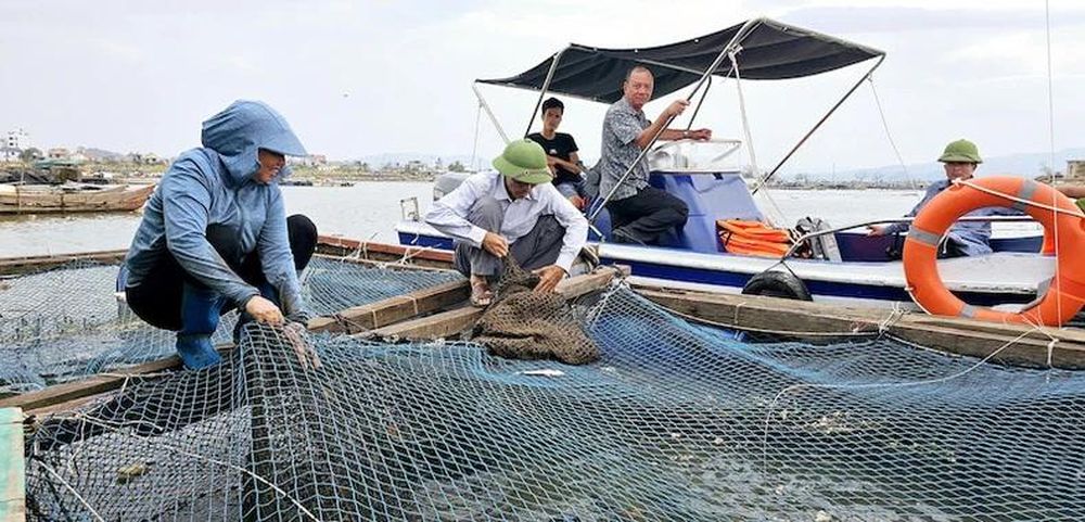 Ngành nuôi trồng thủy sản Quảng Ninh từng bước hồi phục sau bão