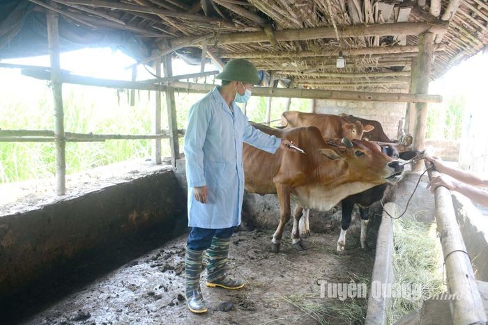 UBND tỉnh vừa ban hành Kế hoạch số 271/KH-UBND ngày 27/12/2023 về phòng, chống dịch bệnh gia súc, gia cầm và thủy sản năm 2024 trên địa bàn tỉnh.
