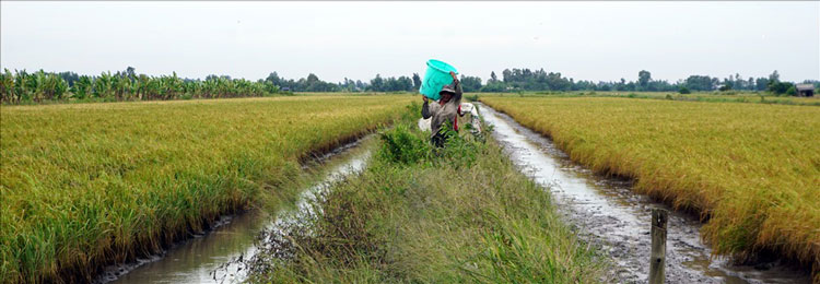 Nuôi tôm trong ruộng lúa là hình thức canh tác kết hợp giữa trồng trọt và thủy sản. Hiện nay, mô hình đang phát triển mạnh ở một số tỉnh khu vực ĐBSCL.