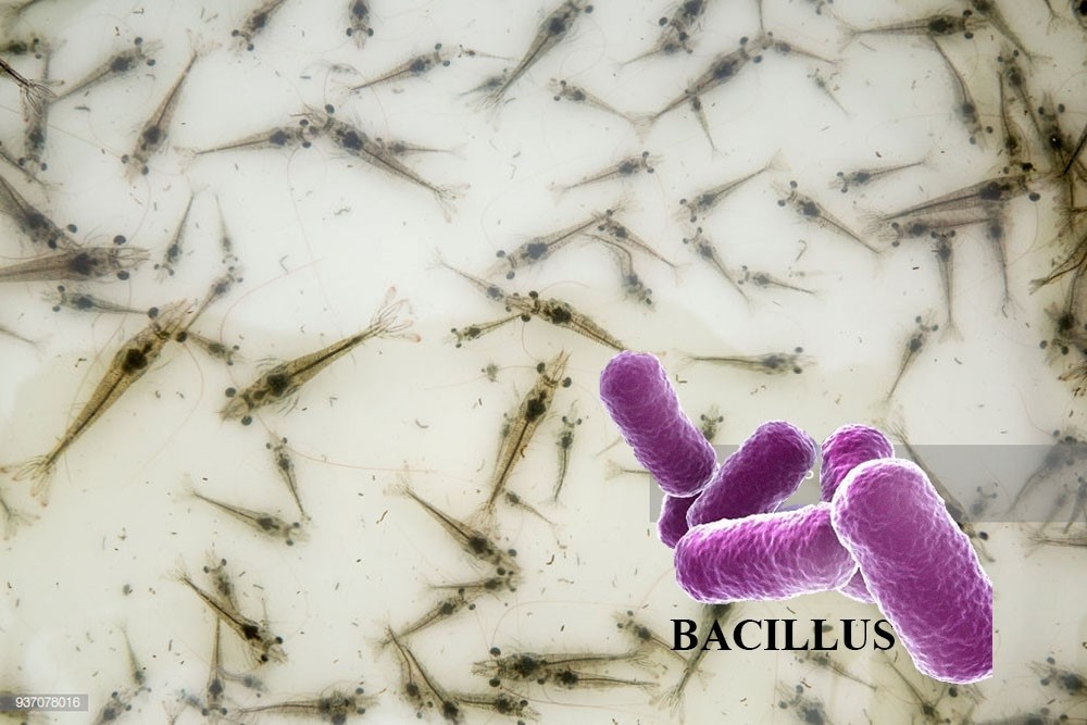 Nghiên cứu tác dụng của Bacillus dạng đông khô và vi bọc đối với việc chống lại vi khuẩn V. harveyi gây bệnh trên tôm nuôi.