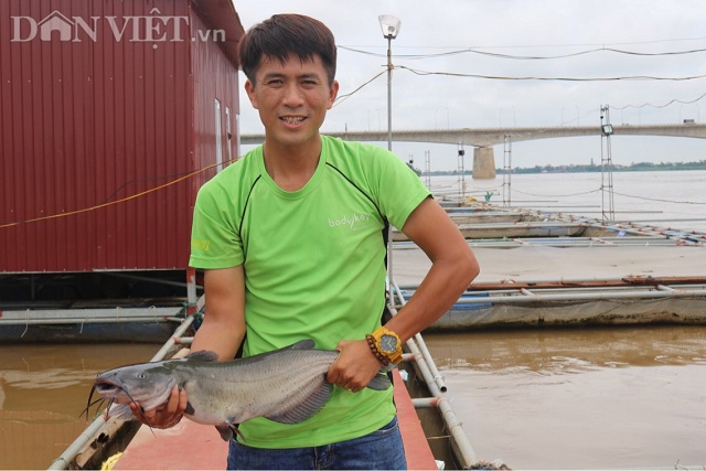 Mặc dù có một công việc ổn định tại Thanh tra Sở Thông tin và Truyền thông ở thành phố nhưng anh Đỗ Ngọc Quyền, 34 tuổi, thôn Xích Đằng, phường Lam Sơn, thành phố Hưng Yên (Hưng Yên) lại quyết định bỏ về quê nuôi cá lăng sông.