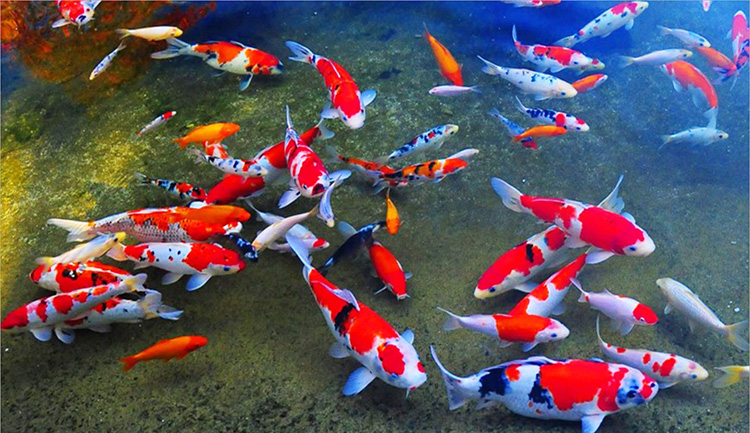 Thái Bình: Nuôi xen canh cá Koi và cá truyền thống cho thu nhập cao