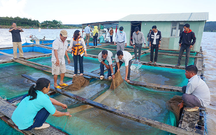 Thời gian qua, người dân trên địa bàn huyện Đăk Tô (tỉnh Kon Tum) đã tận dụng diện tích mặt nước tại khu vực hồ chứa các công trình thủy lợi trên địa bàn để phát triển nghề nuôi trồng thủy sản, mang lại hiệu quả kinh tế cao.