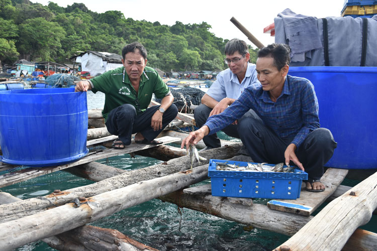 Phú Quốc: Thành công từ mô hình nuôi cá lồng kết hợp du lịch