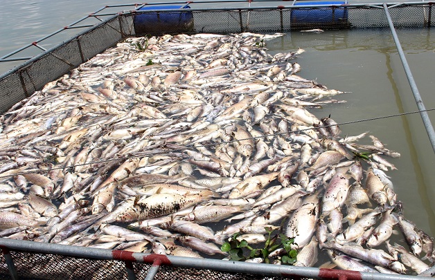 Trận mưa lớn đã làm chết hơn 26 tấn cá của người dân xã Đăk La (huyện Đăk Hà, tỉnh Kon Tum), thiệt hại hàng tỷ đồng.