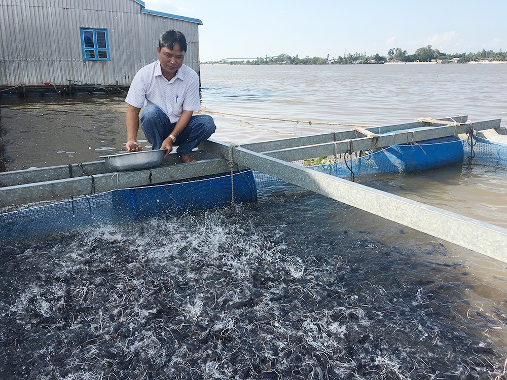 Tận dụng nguồn nước trên sông, anh Nguyễn Văn Tùng (ngụ ấp Trung Châu, xã Mỹ Hiệp, Chợ Mới) đã phát triển mô hình nuôi cá lăng nha trong lồng bè. Mô hình đã và đang mang lại hiệu quả kinh tế cao, giúp cuộc sống gia đình anh ngày càng khấm khá hơn, có điều kiện đóng góp công sức để xây dựng các công trình phúc lợi xã hội tại địa phương.