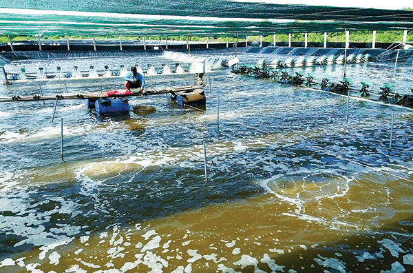 Ðược đánh giá là tỉnh có lợi thế hàng đầu để phát triển ngành hàng tôm, thời gian qua, Cà Mau đã nỗ lực đưa ngành tôm vươn lên và bước đầu có được thành quả. Nhiều cách làm hay, mô hình mới đang góp phần giúp tăng đáng kể sản lượng tôm của địa phương. Tuy nhiên, để tạo đột phá thì phía trước vẫn còn nhiều khó khăn cần vượt qua.