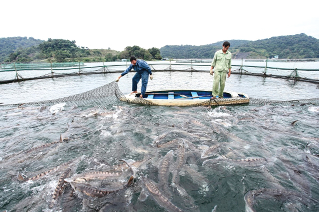 Mới đây, TS Phan Đinh Phúc ở Viện Nghiên cứu NTTS III có nghiên cứu đề xuất phát triển nuôi cá lòng hồ theo hướng hàng hóa hiệu quả và bền vững.