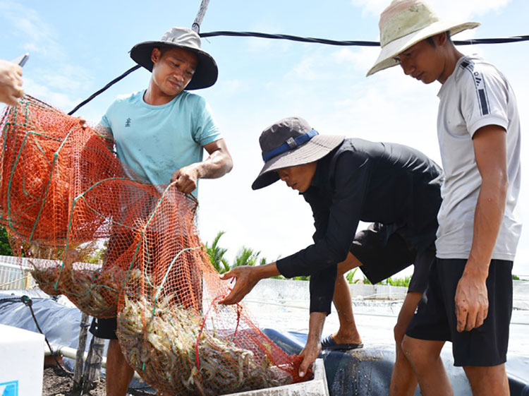 Thời gian qua, Trung tâm Khuyến nông Kiên Giang đã triển khai nhiều mô hình thủy sản, nhằm đem lại hiệu quả cho người nuôi, góp phần phát triển kinh tế địa phương.